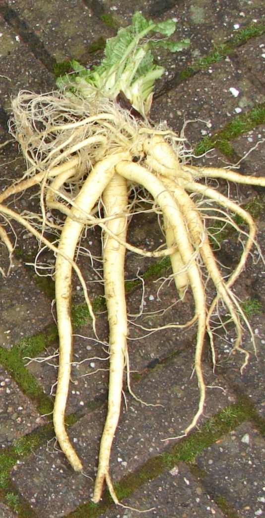 wortel van de kaardebol.jpg