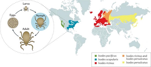 Distribution of Ixodes ticks that transmit Borrelia burgdorferi s.l. to humans.jpg